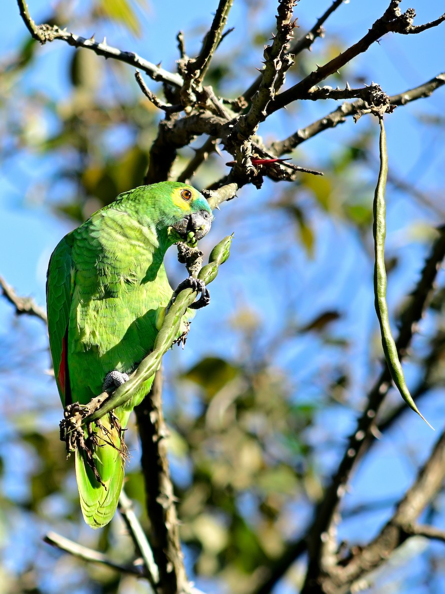 Turquoise-fronted Parrot - ML204267081