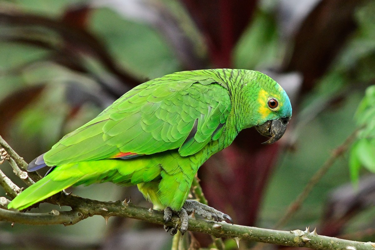 Turquoise-fronted Parrot - ML204267091