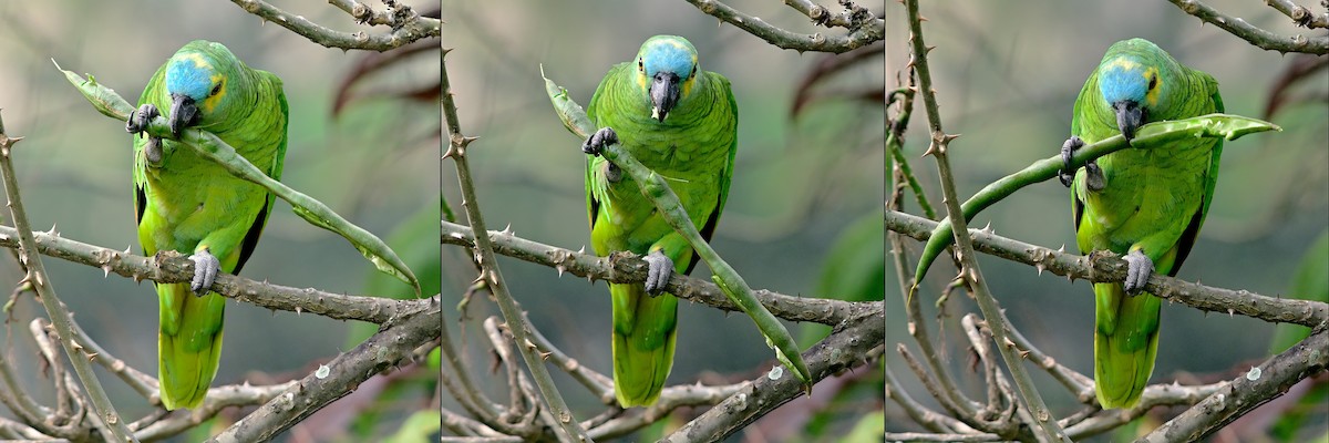 Turquoise-fronted Parrot - José Carlos Motta-Junior