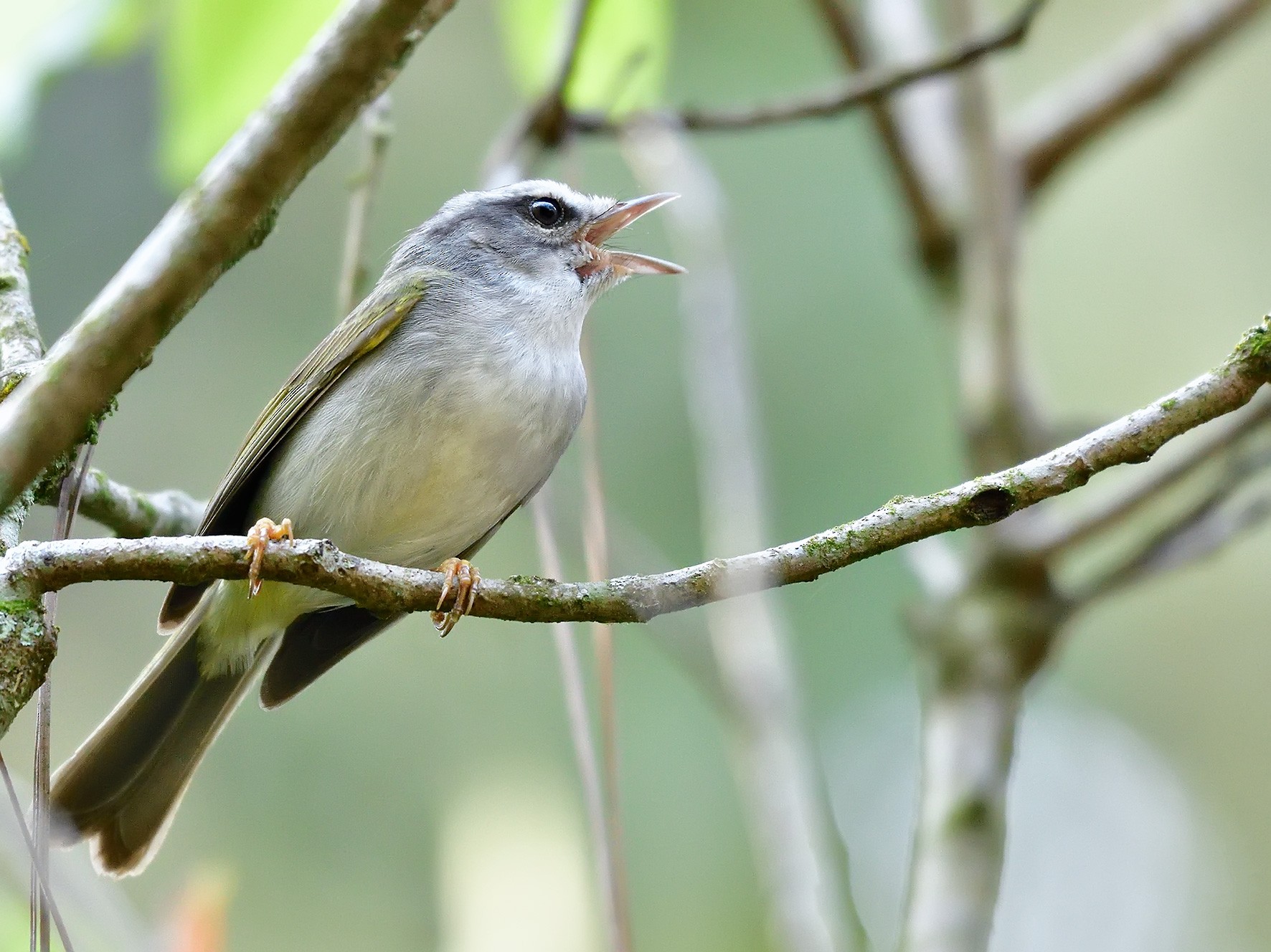 Golden-crowned Warbler (White-bellied) - eBird