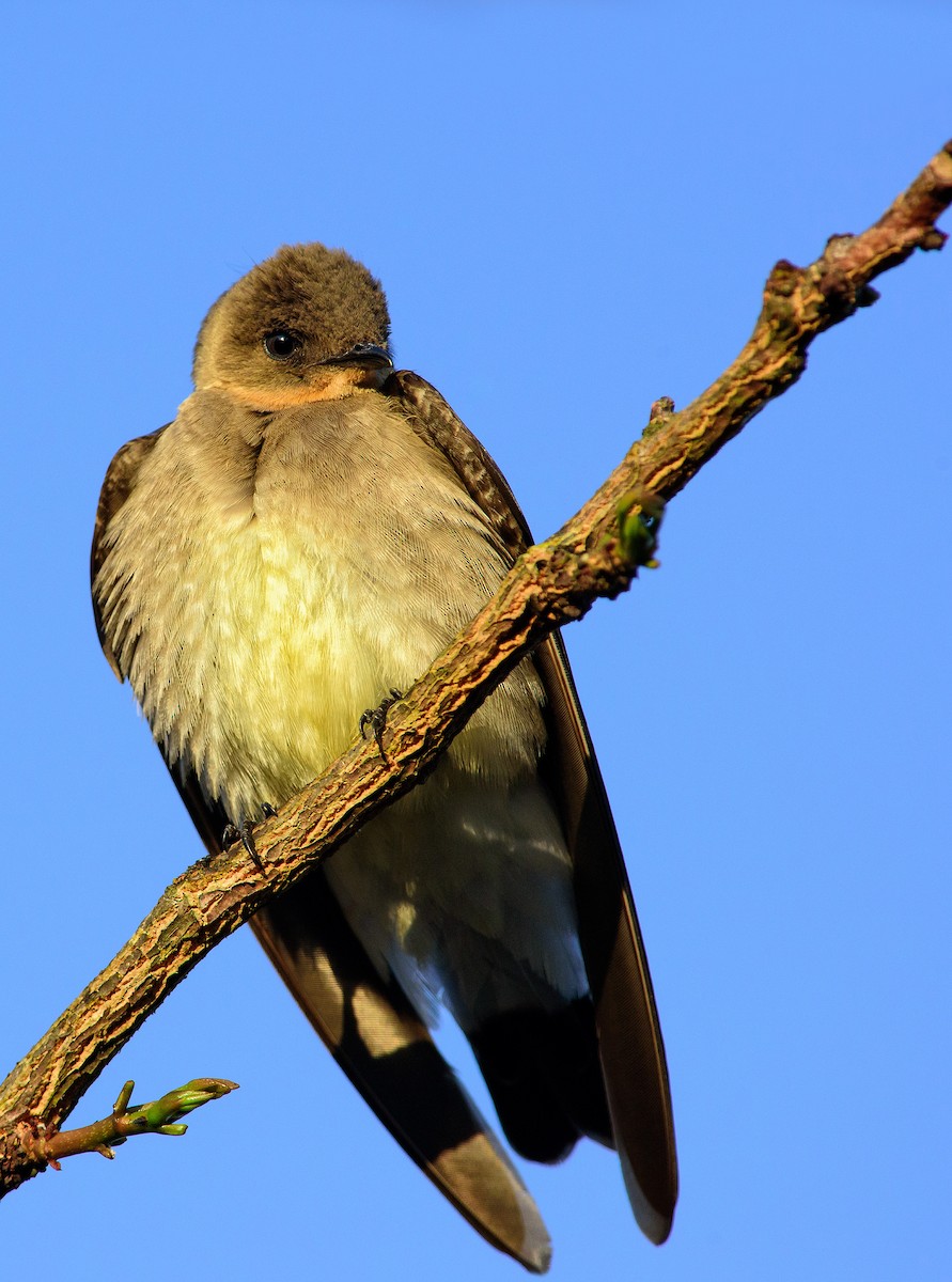 Southern Rough-winged Swallow - José Carlos Motta-Junior