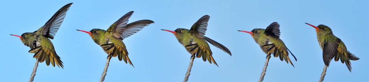 Gilded Hummingbird - José Carlos Motta-Junior