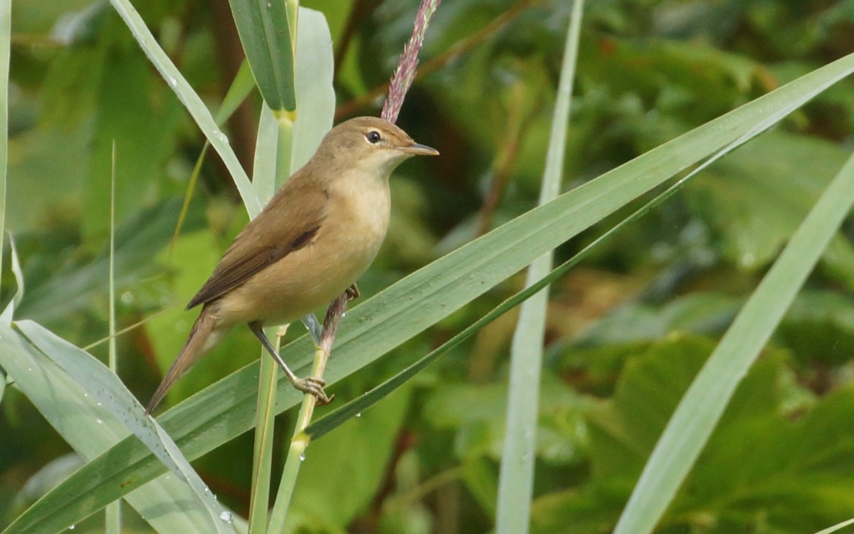 Common Reed Warbler - Alan Gallagher