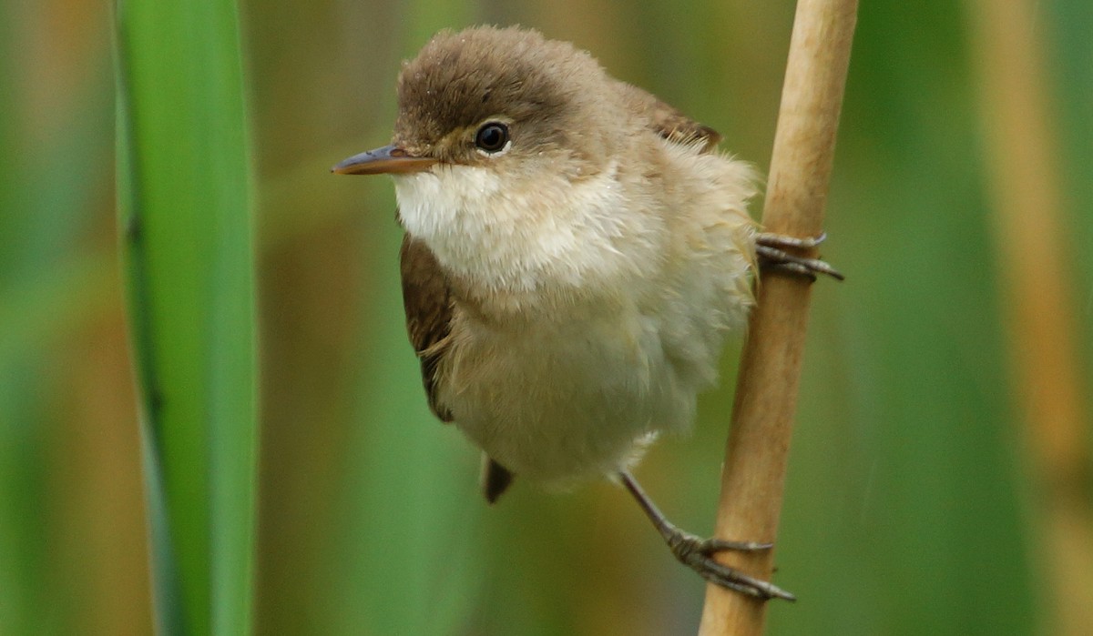 Common Reed Warbler (Common) - Alan Gallagher