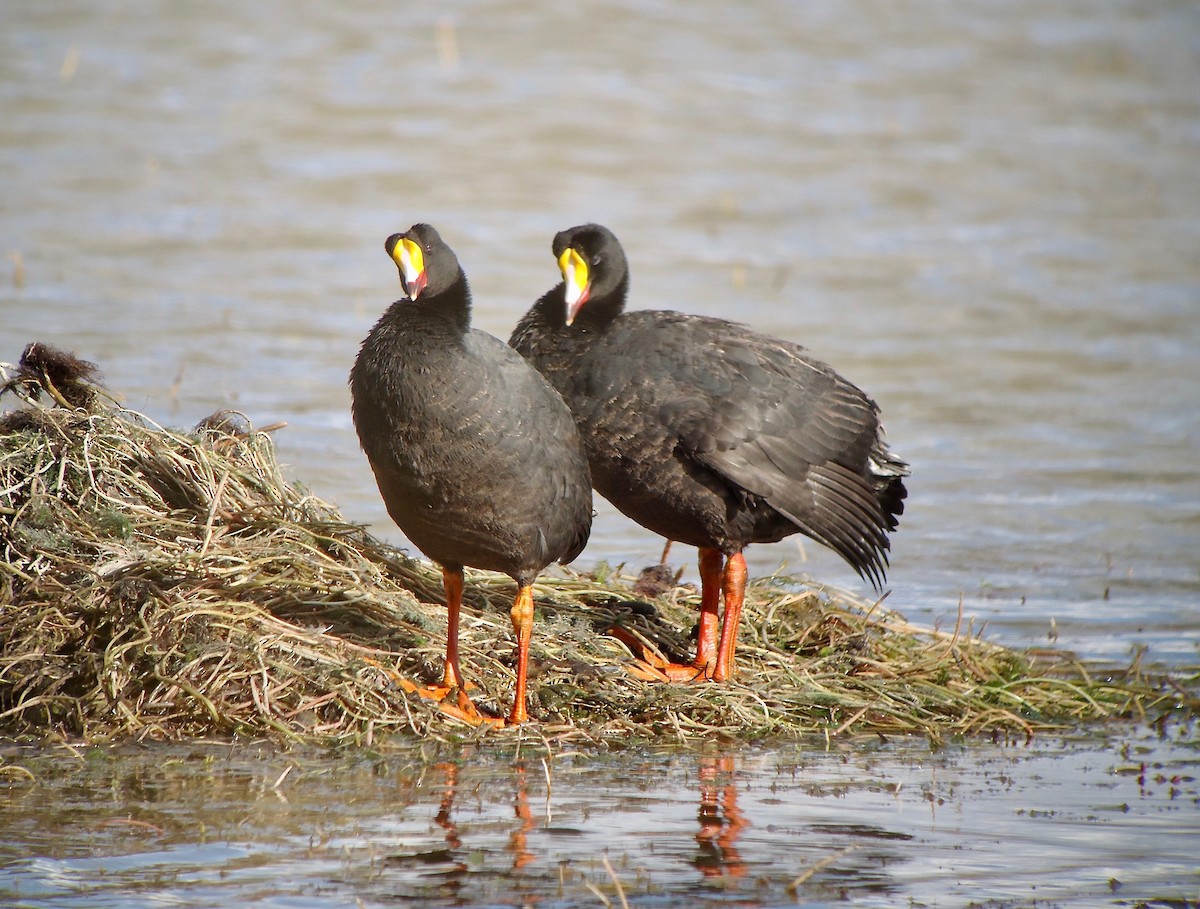 Giant Coot - Rich Bayldon