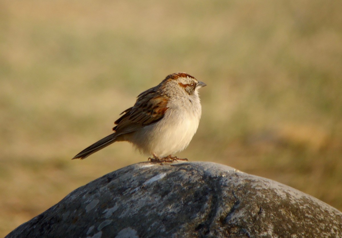 Yungas Sparrow - Rich Bayldon