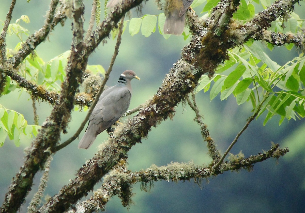 Band-tailed Pigeon (White-necked) - Rich Bayldon