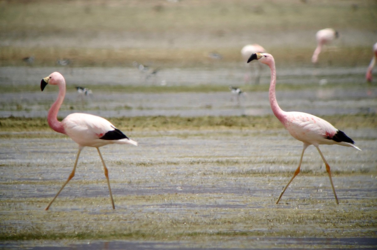 Andean Flamingo - Rich Bayldon