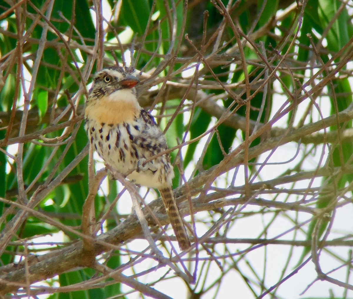 Spot-backed Puffbird (Chaco) - Rich Bayldon