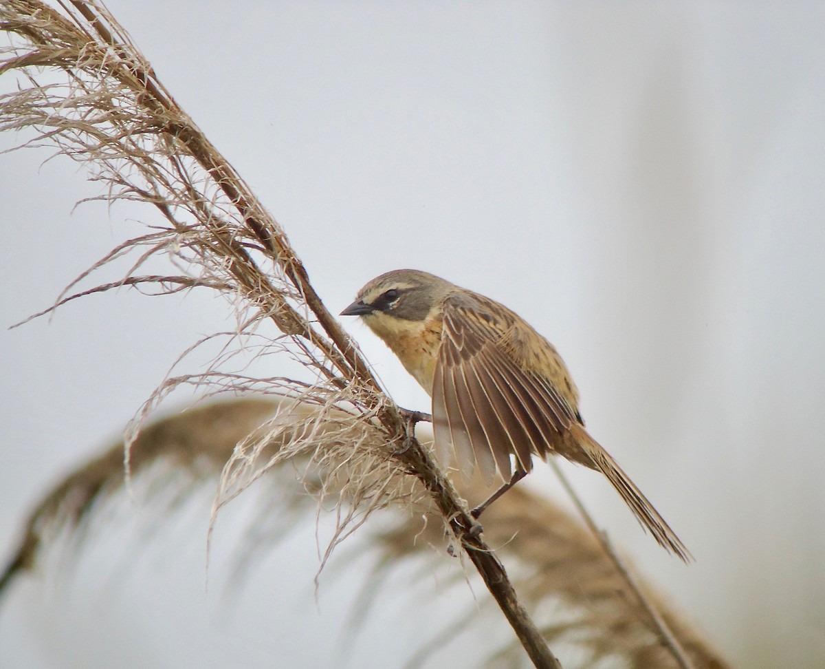 Long-tailed Reed Finch - Rich Bayldon