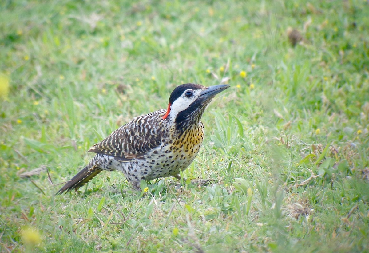 Green-barred Woodpecker (Golden-breasted) - Rich Bayldon