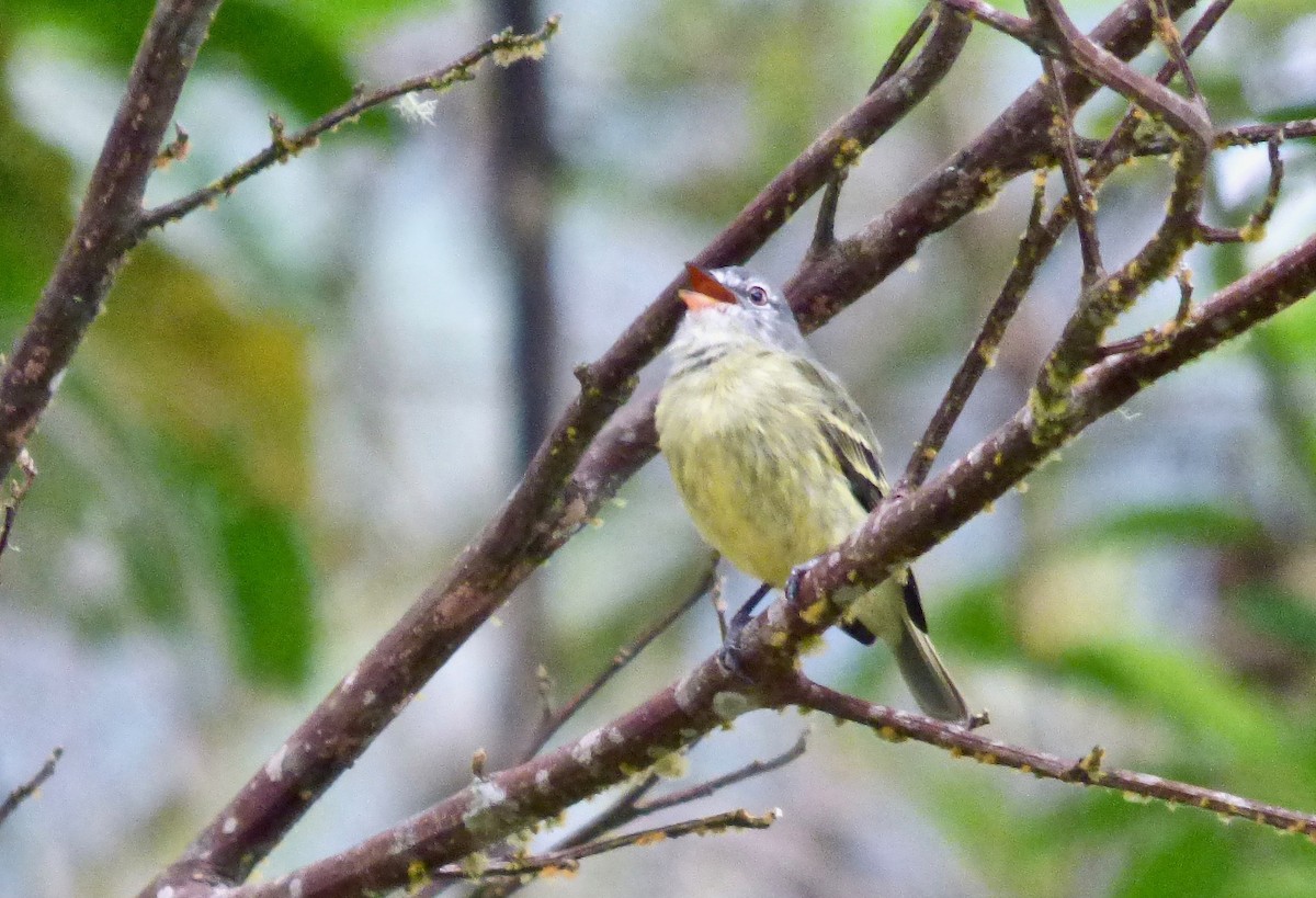 White-fronted Tyrannulet (White-fronted) - Rich Bayldon