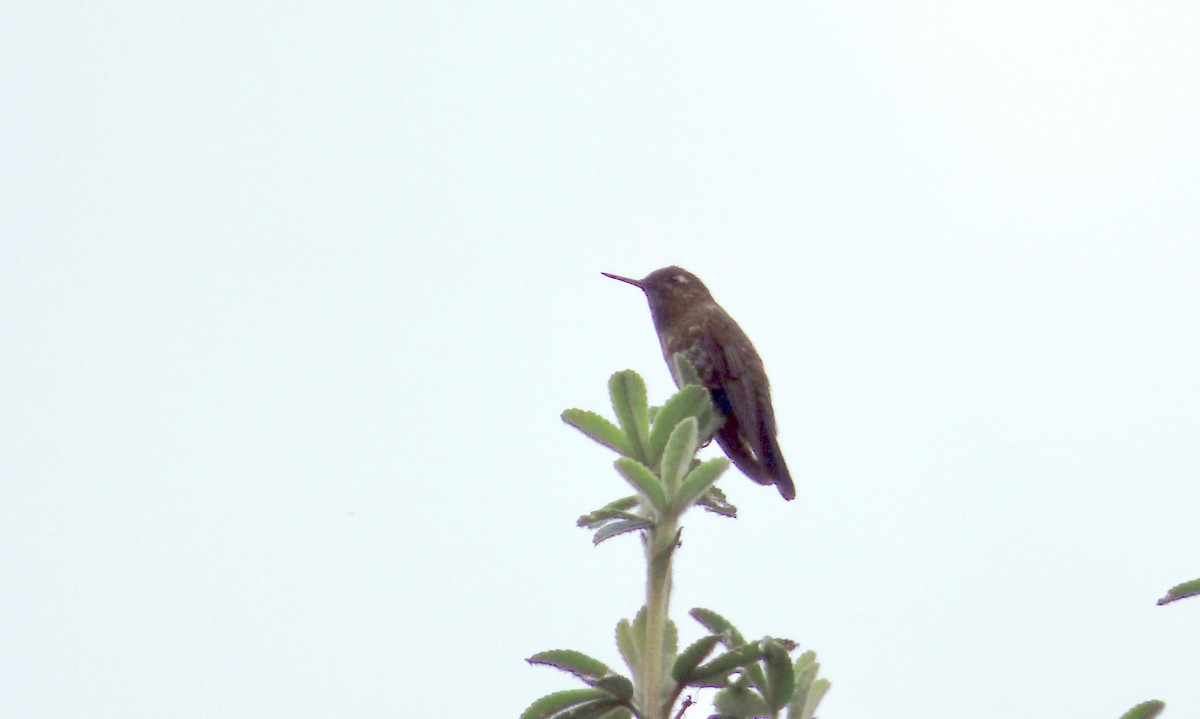Violet-throated Metaltail - Rich Bayldon