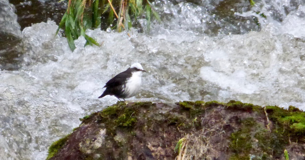 White-capped Dipper (White-bellied) - Rich Bayldon