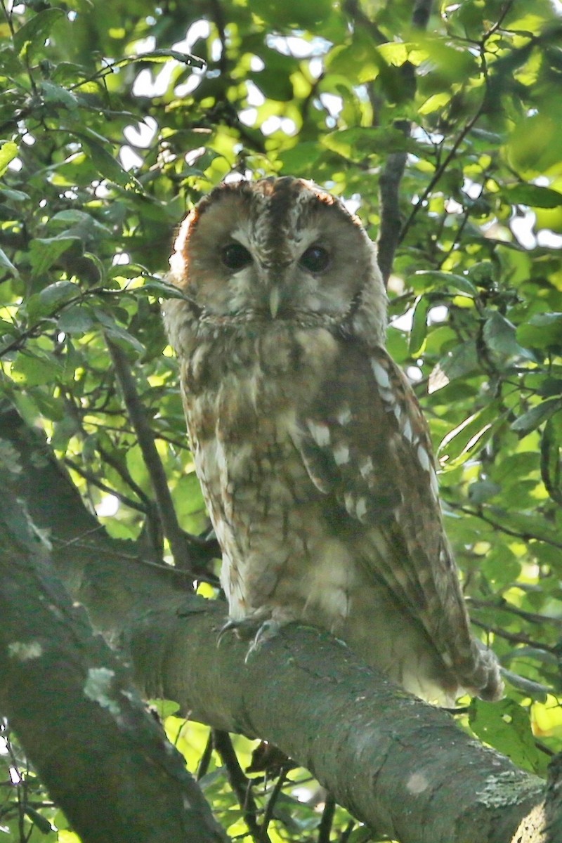 Tawny Owl - Jed Winstanley