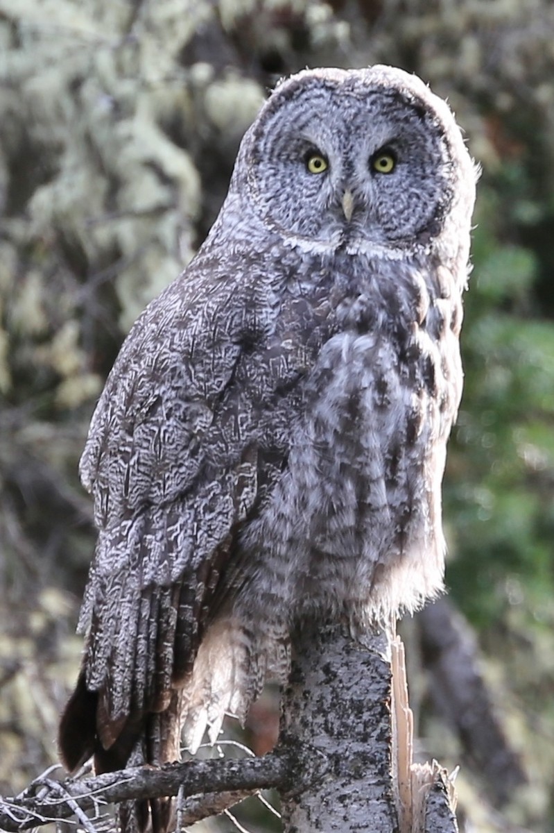 Great Gray Owl - Jed Winstanley
