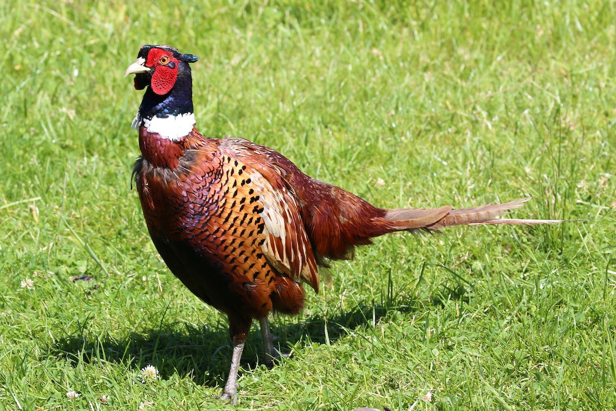Ring-necked Pheasant - Jed Winstanley