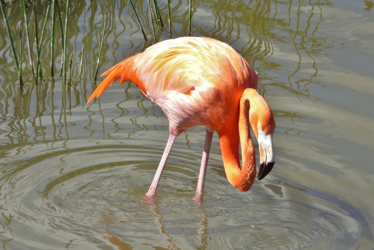 American Flamingo - Jed Winstanley