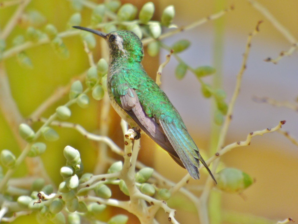 kolibřík kubánský - ML204268891