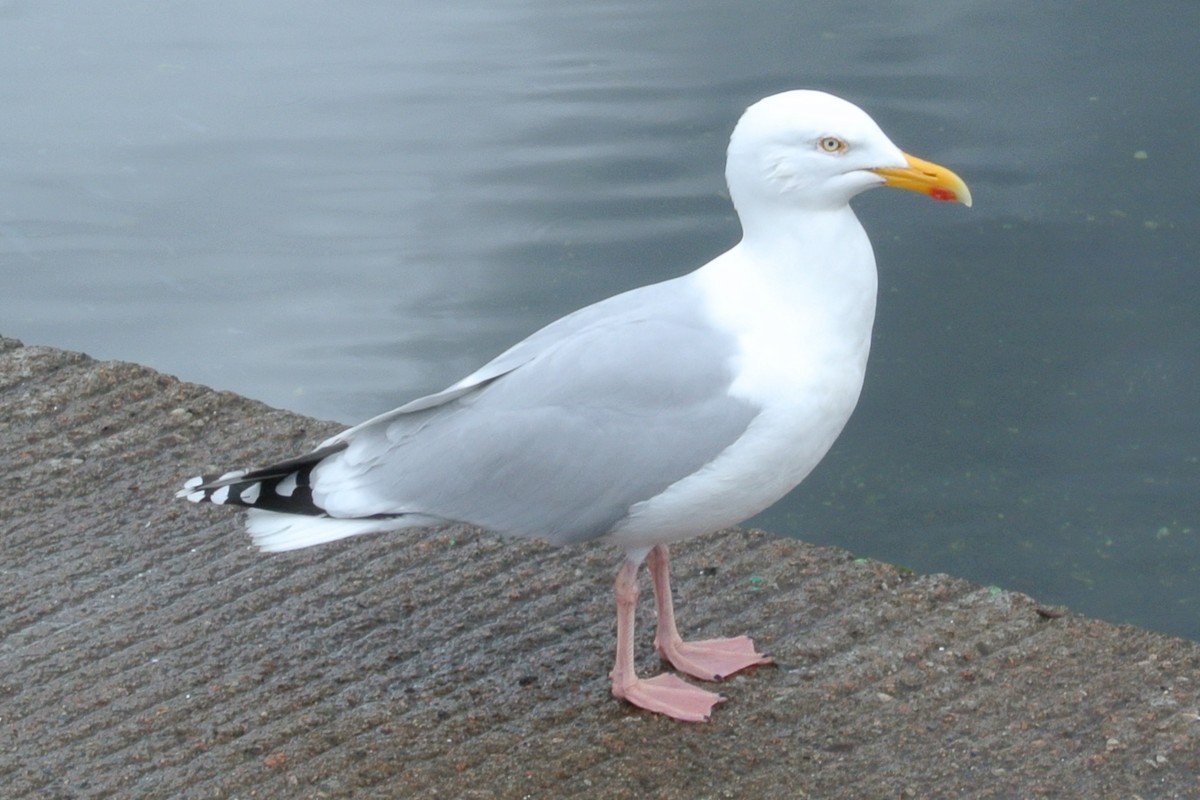 Herring Gull (European) - ML204268981