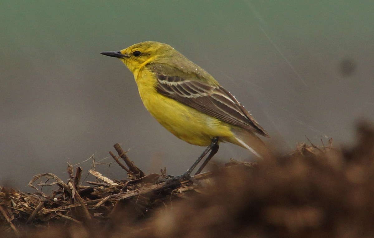 Western Yellow Wagtail - Alan Gallagher