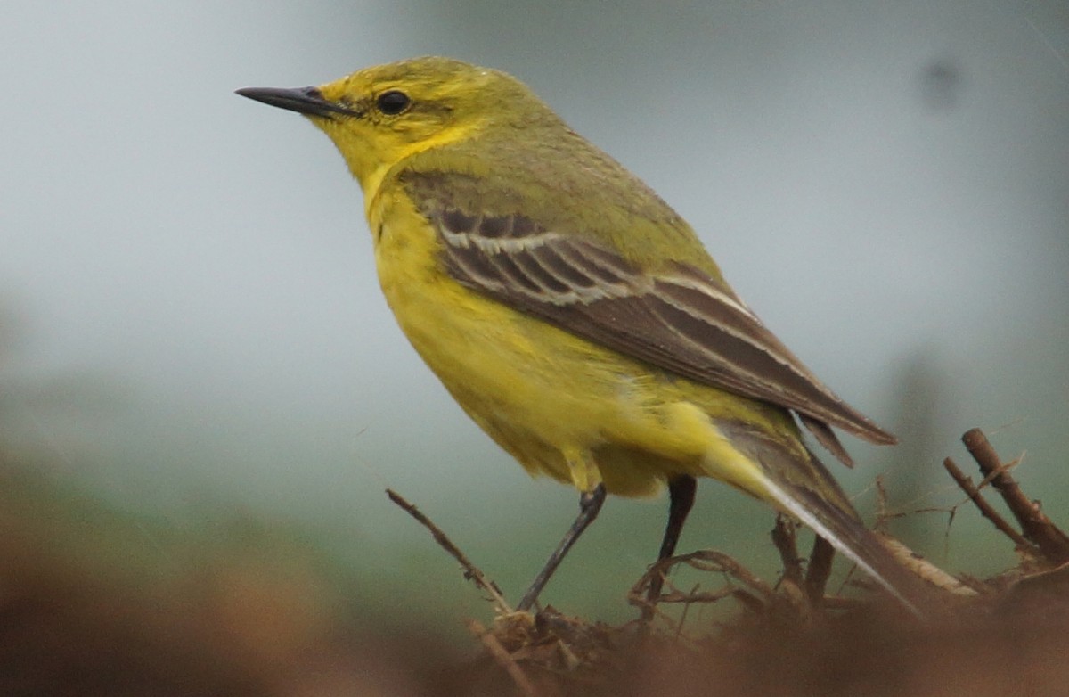 Western Yellow Wagtail - Alan Gallagher