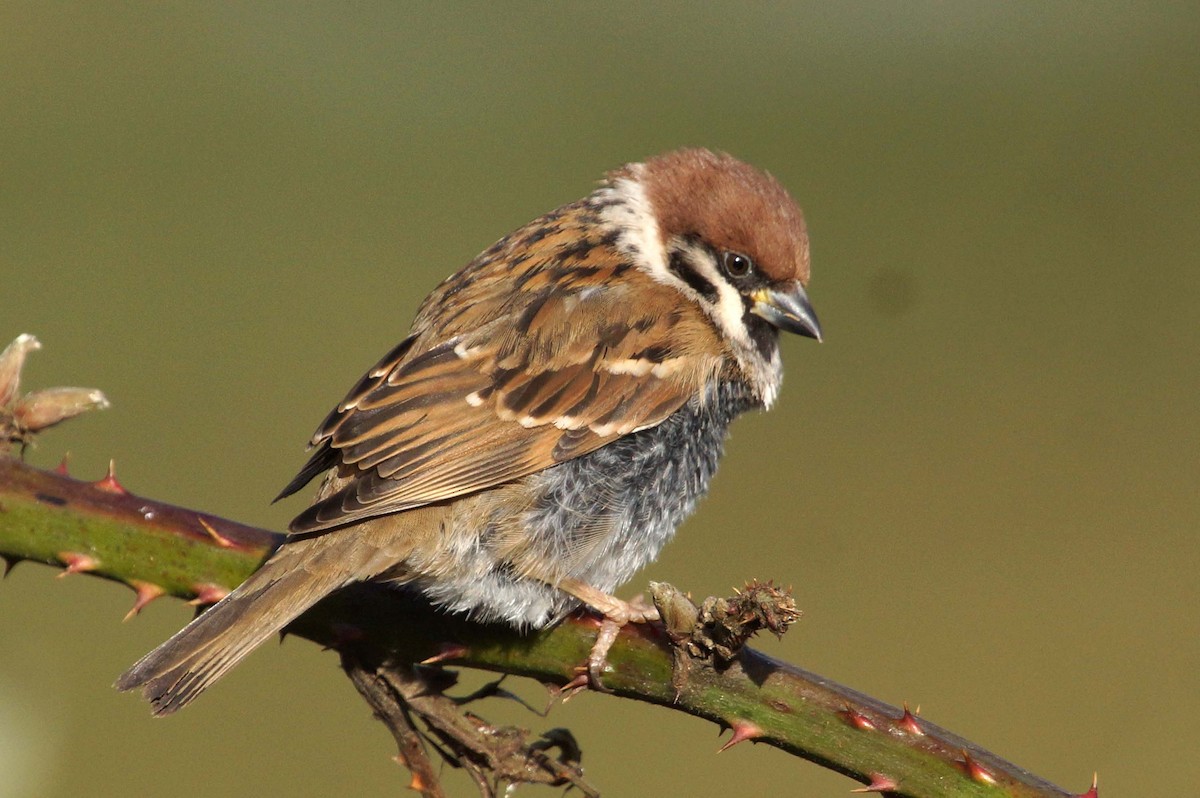 Eurasian Tree Sparrow - Alan Gallagher
