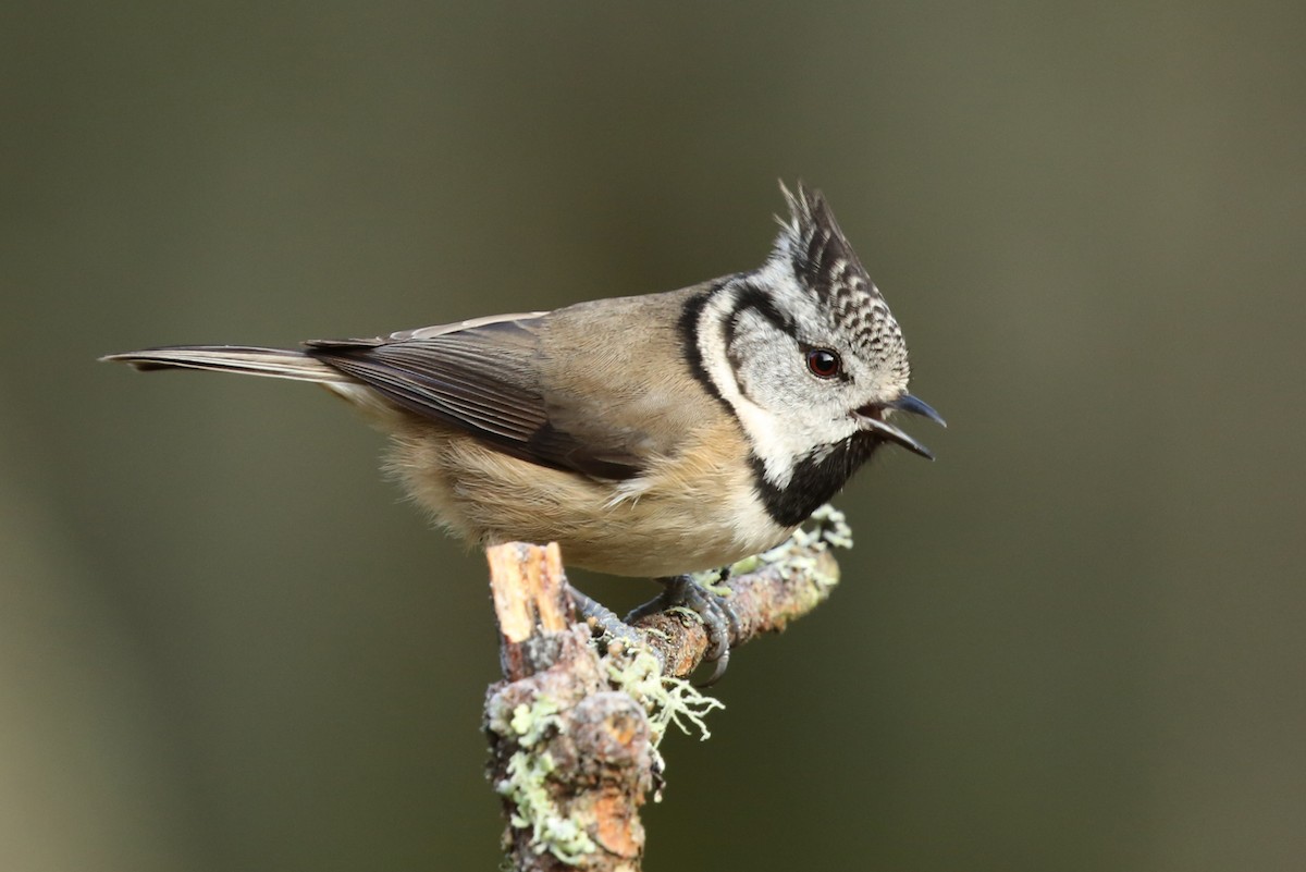 Crested Tit - ML204269311