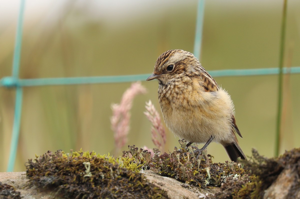 Whinchat - ML204269361