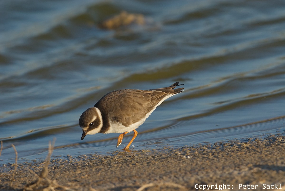 Common Ringed Plover - ML204269421