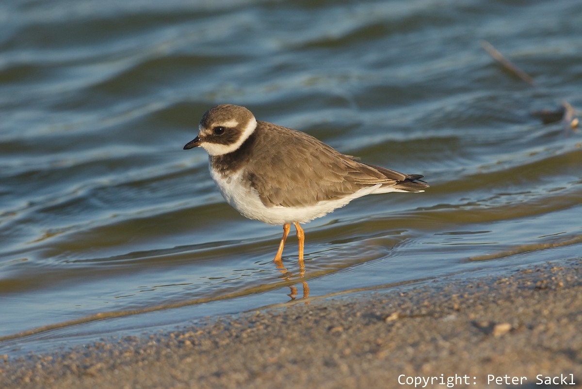 Common Ringed Plover - ML204269431
