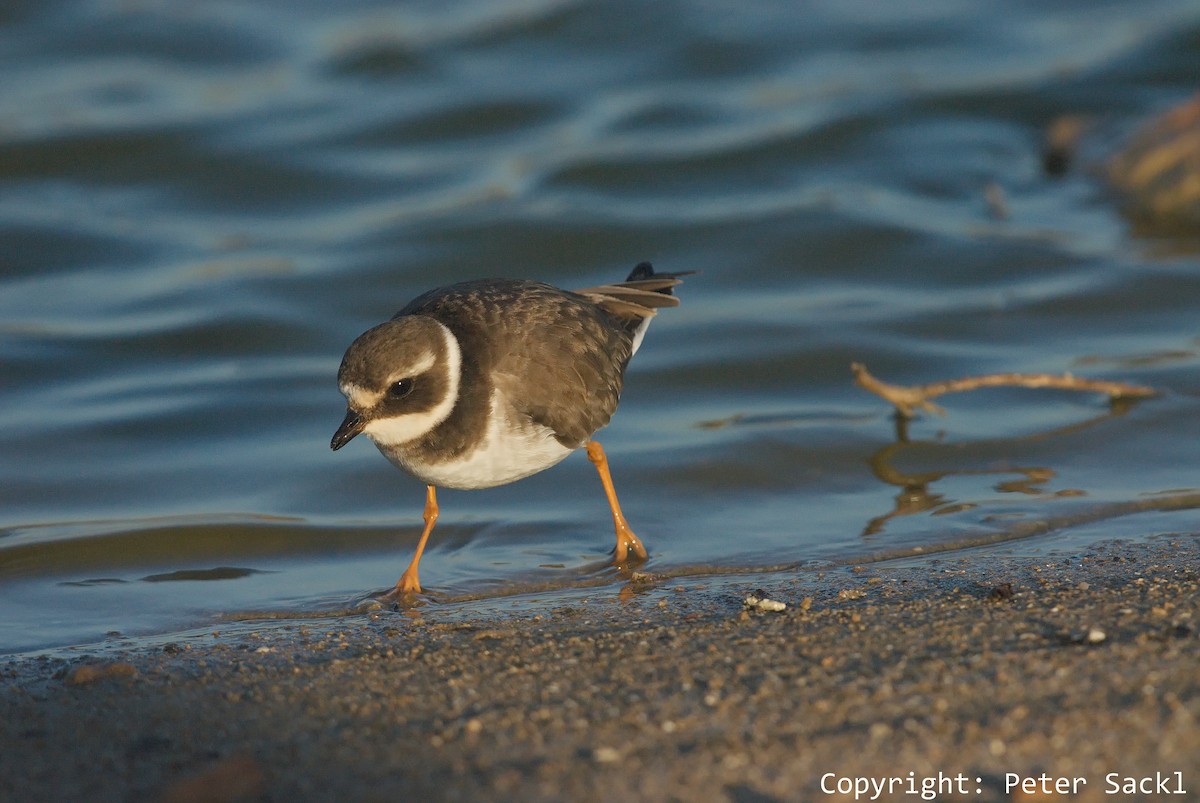 Common Ringed Plover - ML204269441