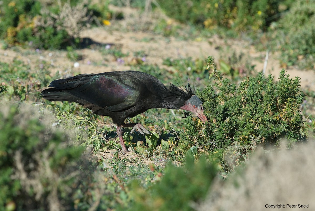 Northern Bald Ibis - Peter Sackl