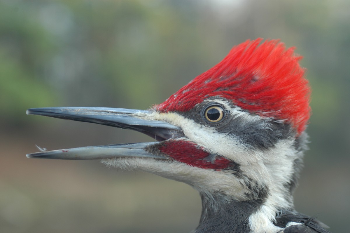 Pileated Woodpecker - Raymond Marsh