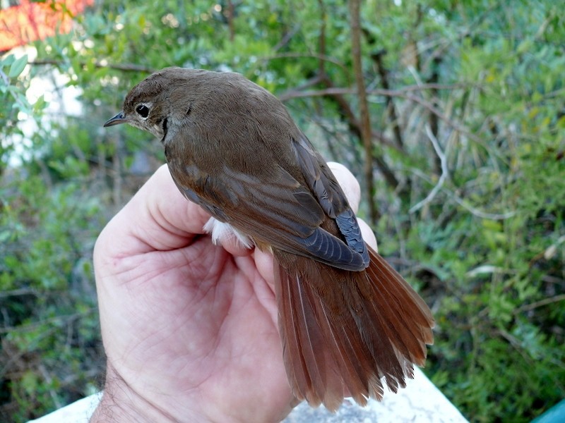 Common Nightingale (megarhynchos/africana) - Raymond Marsh