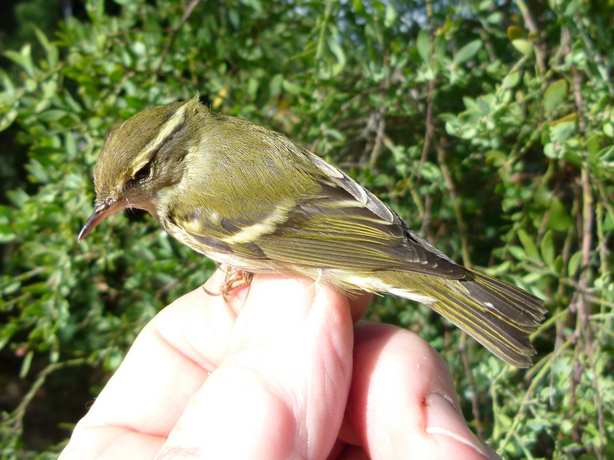 Yellow-browed Warbler - Raymond Marsh