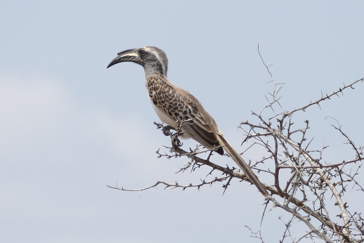 African Gray Hornbill - ML204270161