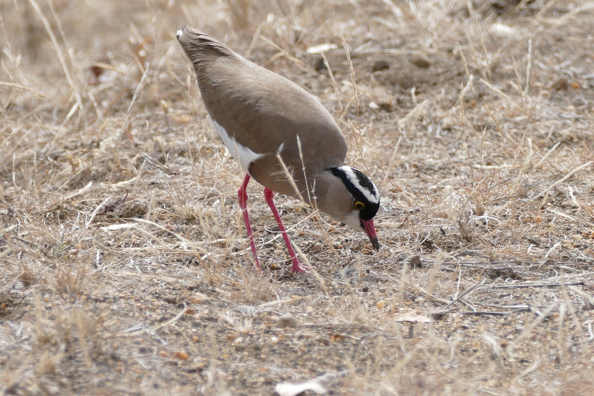 Crowned Lapwing - ML204270171