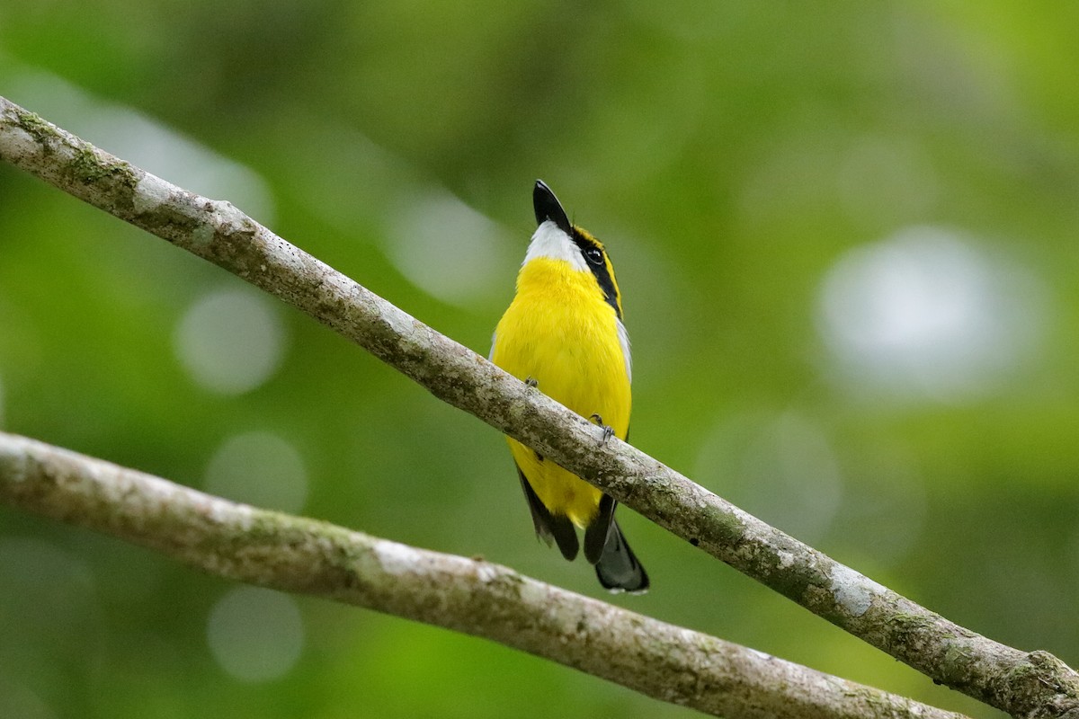 Yellow-breasted Boatbill - ML204270621