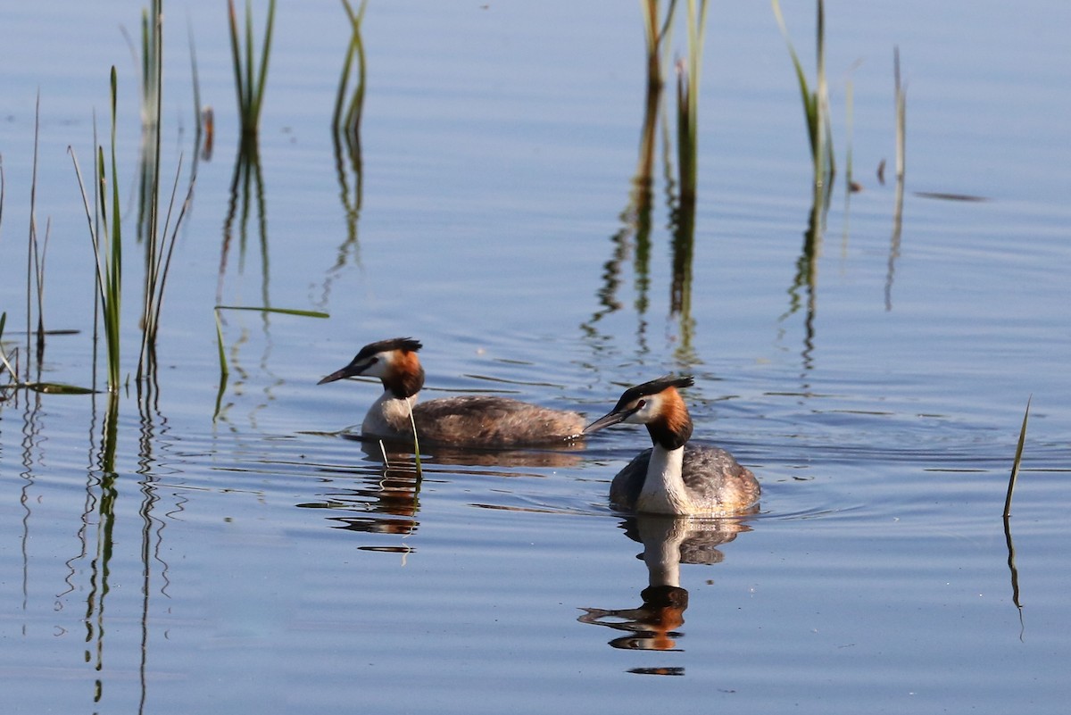 Great Crested Grebe - ML204270931