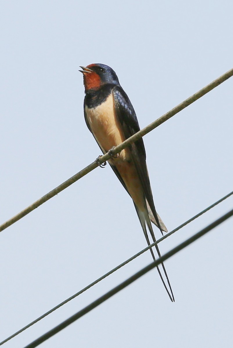 Barn Swallow - Jed Winstanley