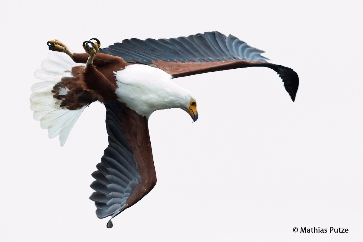 African Fish-Eagle - ML204271021