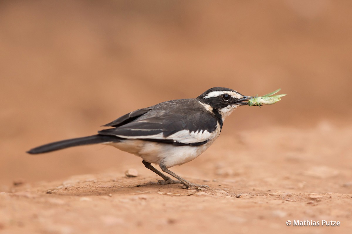 African Pied Wagtail - ML204271061