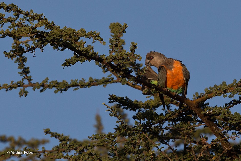 Red-bellied Parrot - ML204271231