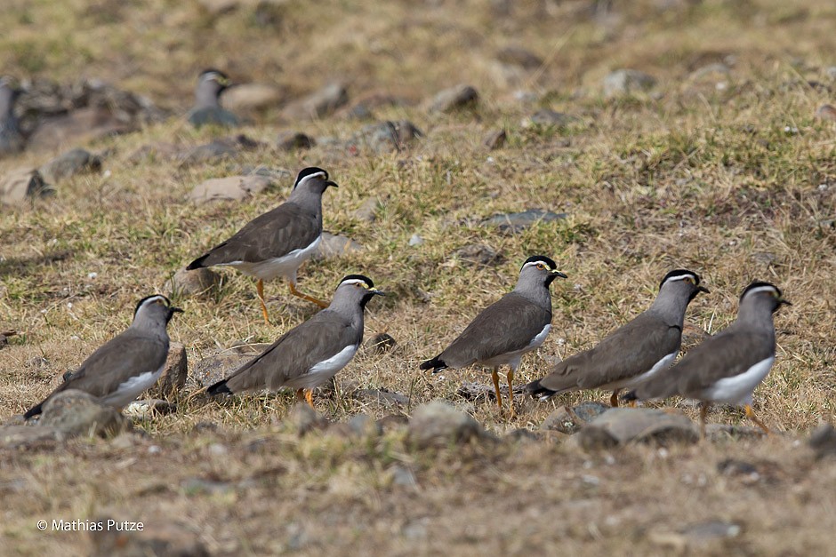 Spot-breasted Lapwing - ML204271281