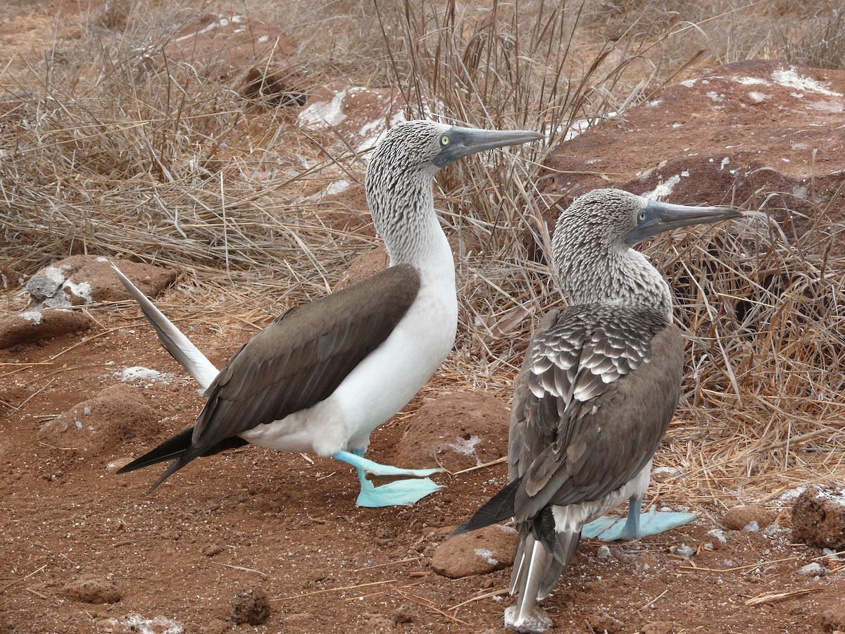 Blue-footed Booby - ML204271421
