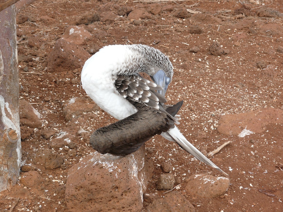 Blue-footed Booby - ML204271441