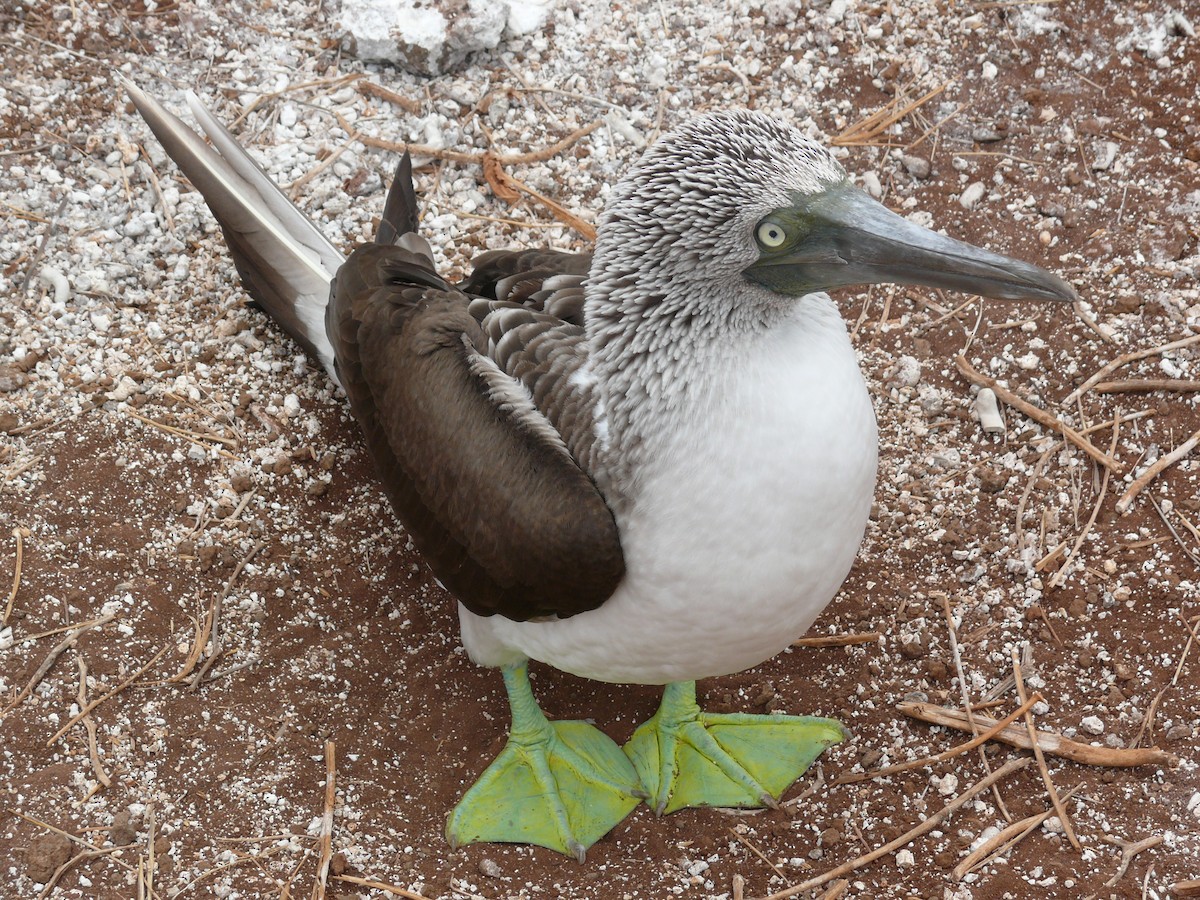 Blue-footed Booby - ML204271451