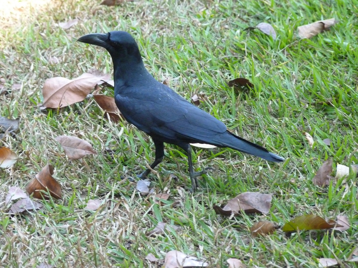 Large-billed Crow - Raymond Marsh