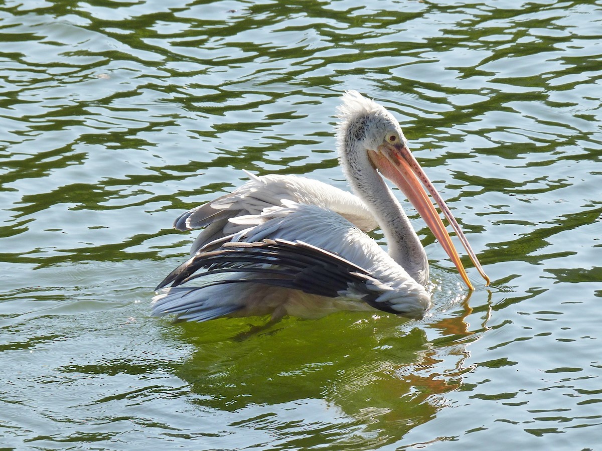 Spot-billed Pelican - Raymond Marsh